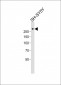 Ki-67 antibody