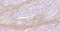 Collagen I Mouse mAb