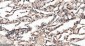 APPL1 Recombinant Rabbit mAb