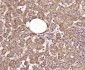 Hrasls3 Rabbit pAb