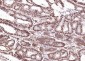 ERCC1 Recombinant Rabbit mAb