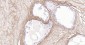 Collagen I Mouse mAb