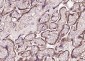 P4HB Recombinant Mouse mAb