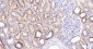 LRP2 Recombinant Rabbit mAb