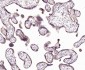 Hrasls3 Rabbit pAb