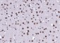 Notch3 Rabbit pAb