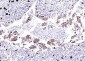 STING1 Recombinant Rabbit mAb