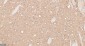 APPL1 Recombinant Rabbit mAb