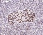 Hrasls3 Rabbit pAb