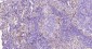 CD36 Rabbit pAb