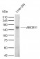 ABCB11 Rabbit pAb