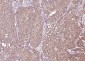 P4HB Recombinant Mouse mAb
