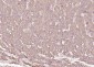 P4HB Recombinant Mouse mAb