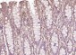 P4HB Recombinant Mouse mAb