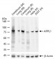 APPL1 Recombinant Rabbit mAb