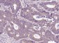 P4HB Recombinant Mouse mAb