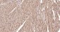 CD36 Rabbit pAb