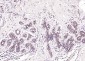 Retinoic acid induced 17 Rabbit pAb