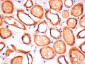 ERK5 (6D10) Mouse Monoclonal Antibody