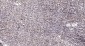 ANR11 Rabbit Polyclonal Antibody
