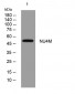 NU4M Rabbit Polyclonal Antibody