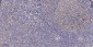 MT1F Rabbit Polyclonal Antibody