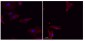 GSDMD n-ternal Rabbit Polyclonal Antibody