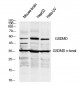 GSDMD n-ternal Rabbit Polyclonal Antibody