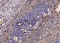 GSDMD n-ternal Rabbit Polyclonal Antibody