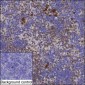Chtop (5E6) Rat Monoclonal Antibody