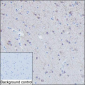 Rab11b (15P12) Rat Monoclonal Antibody