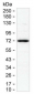 Ctcfl (1L13) Rat Monoclonal Antibody