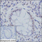 Smc3 (13R9) Rat Monoclonal Antibody