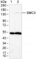 Smc3 (13R9) Rat Monoclonal Antibody