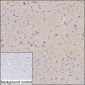 Rab11b (6D13) Rat Monoclonal Antibody