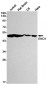 ENO1 (9I18) Rabbit Monoclonal Antibody