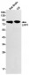 LRP1 (3Z8) Rabbit Monoclonal Antibody