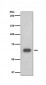 p70 S6 Kinase (12D4) Rabbit Monoclonal Antibody