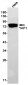 YAP1 (19W11) Rabbit Monoclonal Antibody