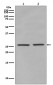 Phospho-eIF4E (S209)  (7A18) Rabbit Monoclonal Antibody