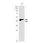 YB1 (15K16) Rabbit Monoclonal Antibody
