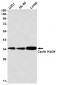 Cyclin H (13F15) Rabbit Monoclonal Antibody