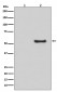 Phospho-Smad1/5/9 (S463/S465/S467) (11L16) Rabbit Monoclonal Antibody