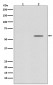 Phospho-Smad2 (S250) (12P10) Rabbit Monoclonal Antibody