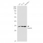 CDC34 (18D17) Rabbit Monoclonal Antibody