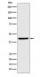 WIF1 (13J6) Rabbit Monoclonal Antibody
