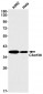 C3orf38 (11N12) Rabbit Monoclonal Antibody