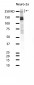 Nestin (7M5) Rabbit Monoclonal Antibody