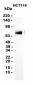 Phospho-PAK4 (Ser474)/PAK5 (Ser602)/PAK6 (Ser560)  (7Q3) Rabbit Monoclonal Antibody