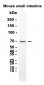 PCSK1 (14N9) Rabbit Monoclonal Antibody